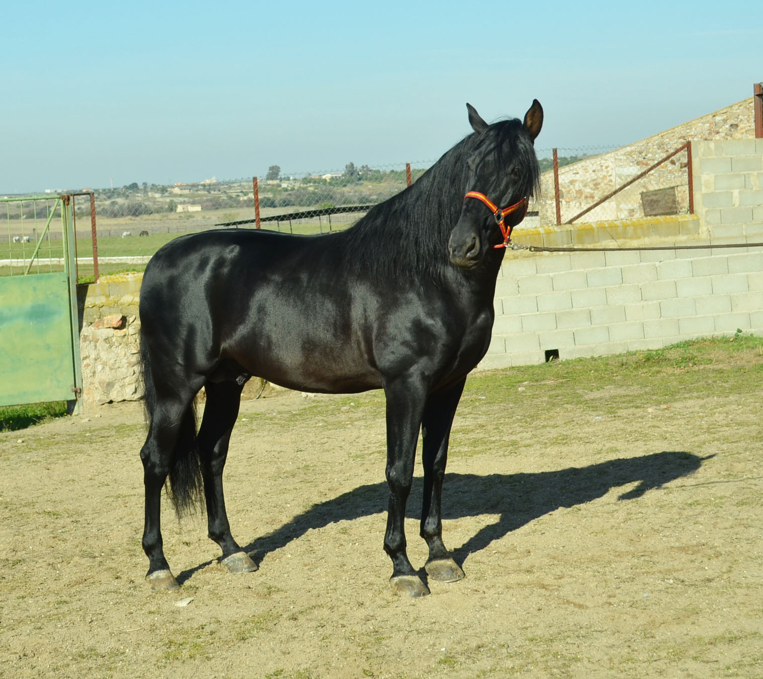 Listado de Caballos en Venta